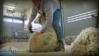 Sheep Shearing School [upl. by Almeida]