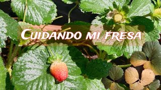 CUIDANDO mi PLANTA de FRESA  FRUTILLA [upl. by Ille]