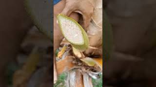 Quality Juice Drink Of Filipino Toddy dừa hoặc rượu vang bản địa coconuttoddy nativewine tuba [upl. by Holly342]