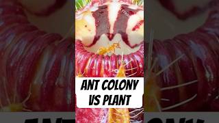 Ant Colony vs Carnivorous Plant [upl. by Llekcor]