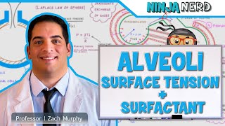 Respiratory  Surface Tension amp Surfactant in Alveoli [upl. by Ayifa431]