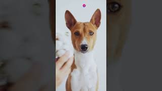 The Ancient Basenji Egypts Oldest Dog Breed 🏺🐾 [upl. by Rimaj]