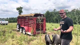 How to load pigs the easy way [upl. by Mano]