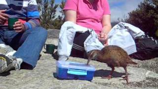 NZ rare Weka attack on cookie box [upl. by Delphina]