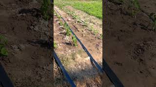 drip hose irrigation system irrigation kits winder shorts instagood tips farmer lawn crop [upl. by Eiramrefinnej487]