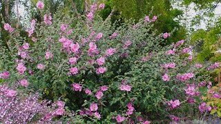 Lavatera x clementii Rosea  Tree Mallow [upl. by Bihas]