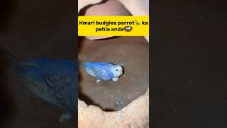 Hmari budgies parrot🦜 ka pehla anda🪺 petlover minivlog budgiesfam pigeon budgieslovers viral [upl. by Lednic]