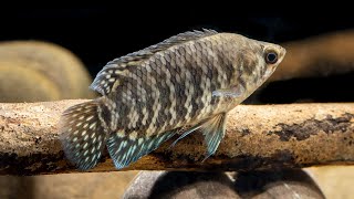 Microctenopoma fasciolatum Banded ctenopoma 4K [upl. by Gula]