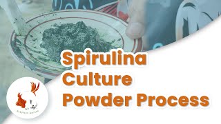 How To Make Spirulina Powder  Spirulina Powder Process [upl. by Aitra]