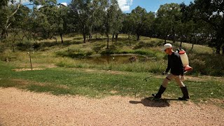 Spraying Broadleaf Weeds and Nutgrass Before Overseeding [upl. by Eislrahc]