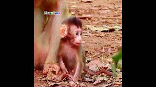 Real life of baby monkey live with mom [upl. by Anak]