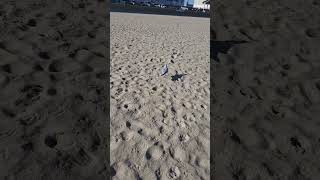 Halloween Beach Seagull Chase [upl. by Tavia]