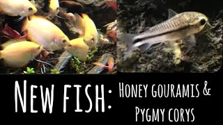 New Fish Adding Honey Gouramis and Pygmy Corys to the Guppy Tank [upl. by Miksen]