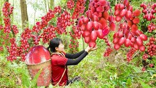 Harvest SAU TAU Fruit Spondias Purpurea Go to sell amp Make toad mixed with super spicy beef jerky [upl. by Conti272]