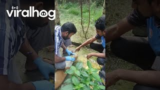 Stray Dogs Head Freed From Plastic Jug  ViralHog [upl. by Enoyrt10]