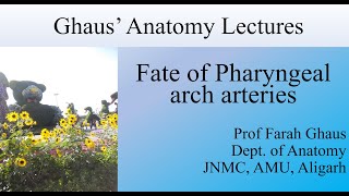 Fate of pharyngeal arch arteries [upl. by Angadreme]