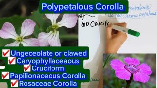 Polypetalous conditionUnguiculateCaryophyllaceaousCruciformRosacaousPapilionaceous Corolla [upl. by Kyred994]