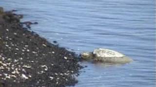 Hawaiian Green Sea Turtles Honu of the Big Island [upl. by Annahpos]