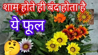 शाम होने के बाद बंद हो जाता ये पौधा देखे इसे हम घर पर कैसे लगाए। flowers flowerloves plants [upl. by Leamhsi]