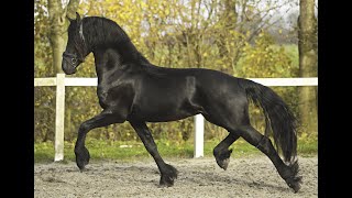 Stal Okkemas RinseJanko  Teun x Beart  Stallion  2021  165m [upl. by Eudoca]