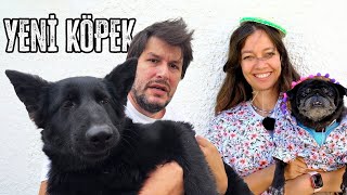 Yeni Köpeğimiz Değişik Joy [upl. by Culliton]