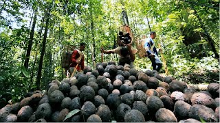 Millions of Amazon Jungle Nuts Harvesting  Amazon Nuts processing in Factory [upl. by Tilney]