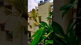 Flowering of lucky bamboo 🌴 tree [upl. by Diraf2]