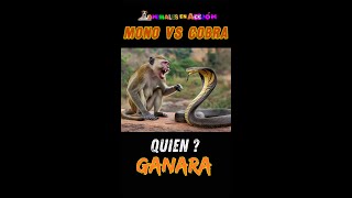 ¡Simio vs Serpiente ¿Quién Ganará Esta Batalla [upl. by Ettelracs581]