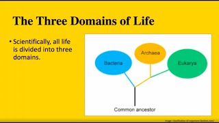 The Three Domains of Life Bacteria Archaea and Eukarya  MCAT BIOLOGY [upl. by Siul]