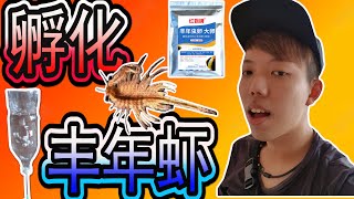 【斗魚 2】斗鱼繁殖过后 小鱼可以吃什么？ 小鱼最好的食料 丰年虾如何孵化？来我们自己 DIY [upl. by Nisay46]