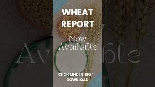 Wheat Report  16 Sept 2024 [upl. by Nolrev]