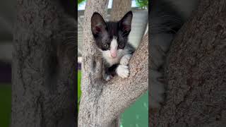 gatos kitty cats catshorts meow catvideos catlover pets cat catlovers catholic pets meo [upl. by Darraj]