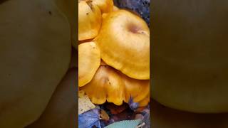 The Poisonous Jack o Lantern Mushroom 🎃 Omphalotus illudens Just In Time For Halloween nature [upl. by Hitoshi301]