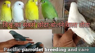 Pacific Parrotlet of world small parrot Breeding and care [upl. by Nylac]