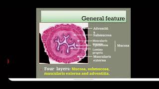 HISTOLOGY OF OESOPHAGUS [upl. by Liebermann13]