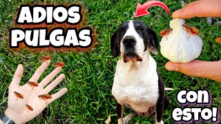 Esto es 1000 VECES  POTENTE que otros Remedios caseros para MATAR PULGAS de Perros y GATOS [upl. by Inama57]