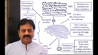 Golgi Apparatus Definition Structure origin In Sindhi  XI Biology Chapter 4 The Cell [upl. by Alios]