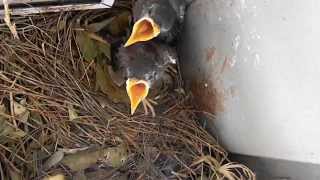 The Family of the Indian Mynas [upl. by Mikah]