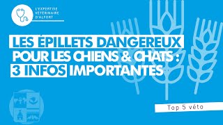 Danger des épillets  trois infos importantes [upl. by Monique760]