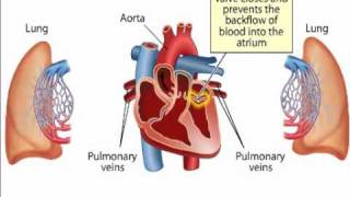 Blood circulation in Heart [upl. by Pironi105]