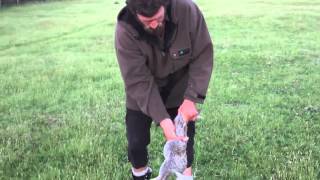 How to Skin and Gut a Rabbit in 10 Seconds Kiwi Bushman Styles [upl. by Lilithe]