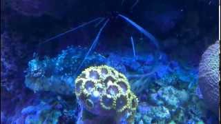 Cleaner Shrimp Cleans Lawnmower Blenny [upl. by Mak]