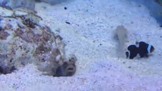 Viral Crazy Battle Between A Jawfish and a Goby [upl. by Enneirda967]