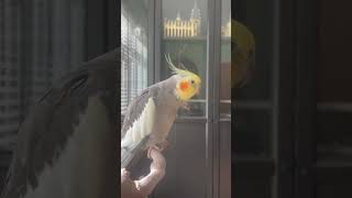 Adorable singing cookie birdsinging cockatiel birds birdsounds parrot calopsita pets petbird [upl. by Eleirbag]