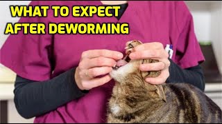 How Long After Deworming Will My Cat Feel Better [upl. by Pontias]