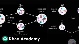 Allopatric and sympatric speciation  Biology  Khan Academy [upl. by Cull]