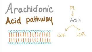 Arachidonic Acid Pathway The most Comprehensive Explanation  COX1 COX2 LOXProstaglandin LTNs [upl. by Nerhe]