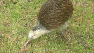 best kiwi bird video ever [upl. by Eiralam]