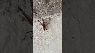 New grasshopper Dkasallinonevlogs [upl. by Vassar]