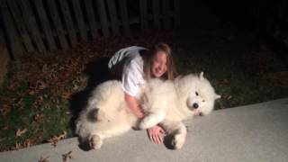 Stubborn SamoyedTrying to get Cody in from the cold at bedtime [upl. by Aw]